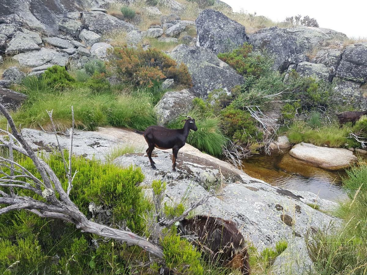 Casa Da Bela Vista - Serra Da Estrela Covilhã Esterno foto